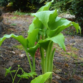 H. 'Lady Thor' OS item