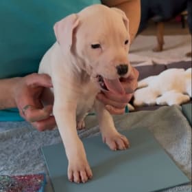 Paw-bloom No. A: Floral Whimsy in Wagging Tails item