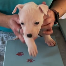 Paw-bloom No. B: The Be-paw-tiful Blossom item