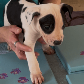 Paw-bloom No. F: A Flourish of Furry Creativity item