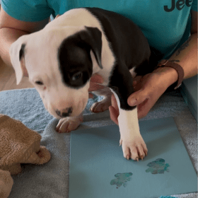 Paw-bloom No. H: A Paw-some Hint of Harmony item