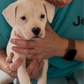 Paw-bloom No. I: An Imprint of Imagination item