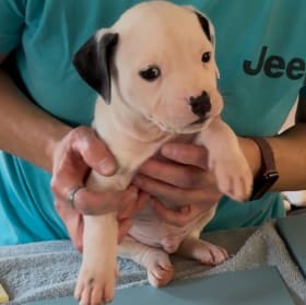 Paw-bloom No. D: A Dash of Doggy Delight item