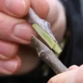 Make a Tree: We Graft for You  (rootstock sold separately) item