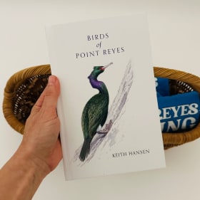 PR Bird festival Package (250) item