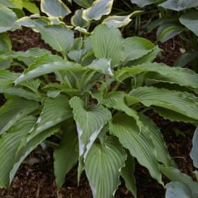 H. 'Miss American Pie'  RELISTED item