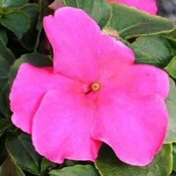 4074-Impatiens - Lipstick Pink	Flat of 32 plants item