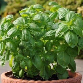 8030-Basil	Single 4 inch Pot item