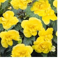 5010-Begonia -Yellow	Single 5 inch pot item