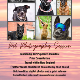Pet Photography Session by 802 Puparazzi item