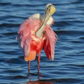 Tour for 4 people with Birding Beaufort item