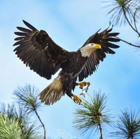 Tour for 4 people with Birding Beaufort item