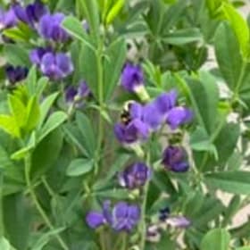 Blue false indigo (Baptisia australis) #20 seeds/package item