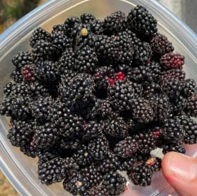 Foraging with Mike (valued at 870) item