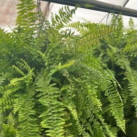 Hanging Basket - Boston Fern item