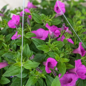 Hanging Basket - Jazzberry item