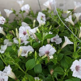 Hanging Basket - Snowdrift item