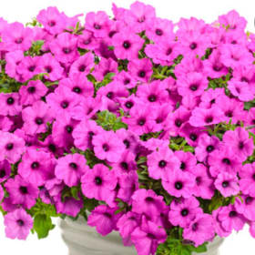 Supertunia - Jazzberry item