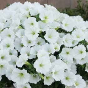 Supertunia - Snowdrift item