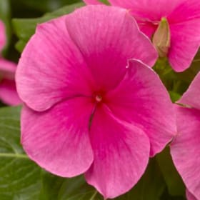 Vinca - Deep Strawberry item