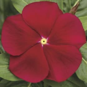 Vinca - Classic Red item