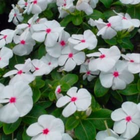 Vinca - Polka Dot item