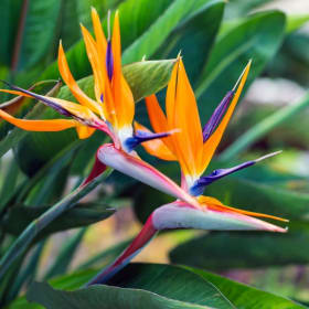 Blossom Package item