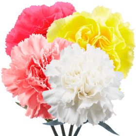 Carnation Sale item
