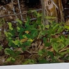 17. "Hamming it Up", Signed Limited Edition Print item