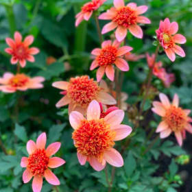 Get Your Flourish On Package 2 item