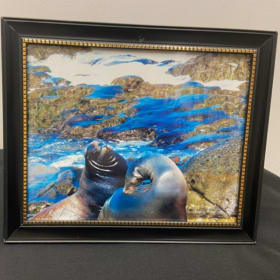 Seals in La Jolla item