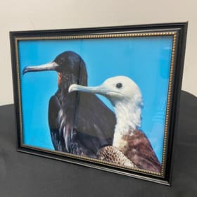 Two Frigate Birds in Galapagos item