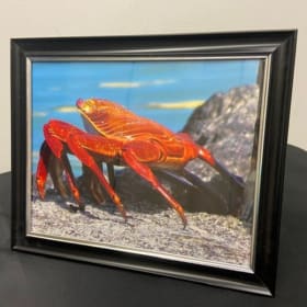 Crab in Galapagos item