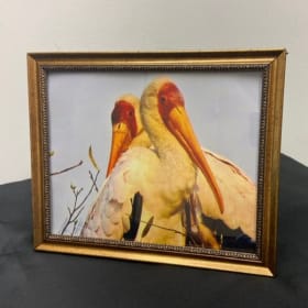 Yellow-Billed Stork item