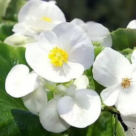 Begonia - White item