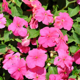 Impatiens - Rose item
