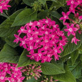 Pentas - Pink item