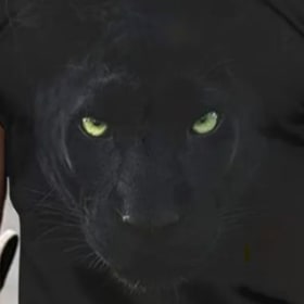 Men's Black Leopard T-shirt item