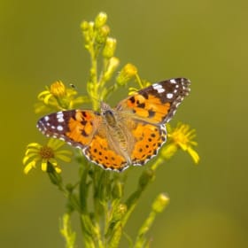 2 - Painted Lady Larvae item