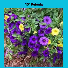 10" Hanging Petunia item