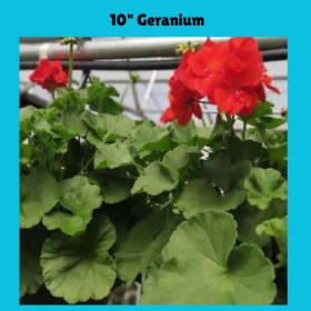 10" Hanging Gernanium item