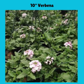 10" Hanging Verbena item