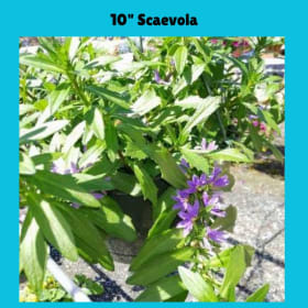 10" Hanging Scaevola item