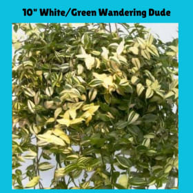 10" Hanging White/Green Wandering Dude item