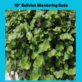 10" Hanging Bolivian Wandering Dude item
