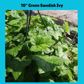 10" Hanging Green Swedish Ivy item