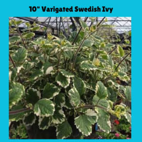 10" Hanging Varigated Swedish Ivy item