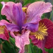 Iris Siberica Peacock Butterfly Miss Apple - 1G Perennial item