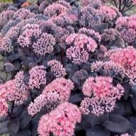 Sedum Mojave Jewel Saphire item