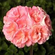 Rosalie Antique Salmon Geranium - 6" item